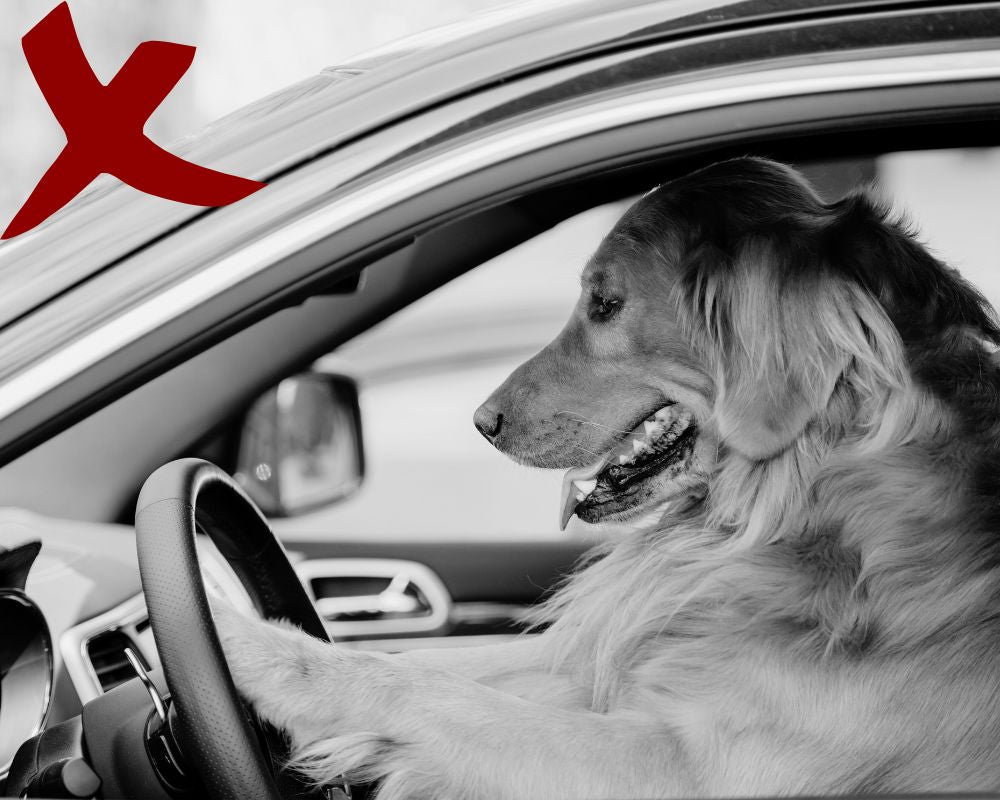 Ride'n'Secure: Dog Car Leash ™