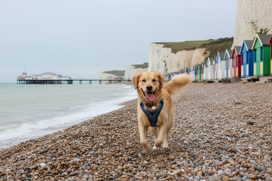 Dog perfect Harness Beach Day