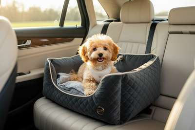 Dog Car Harness & Accessories UK