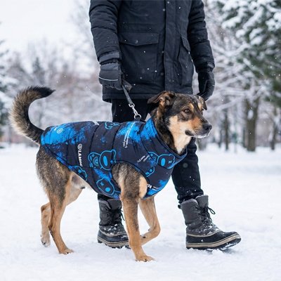 Blue waterproof dog coat UK — large mixed breed walking in snow with owner
