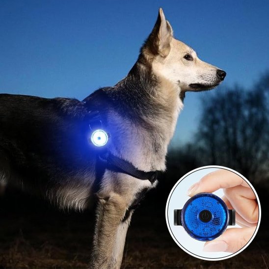 Close-up Dog wearing illuminated LED collar necklace during evening walk in park