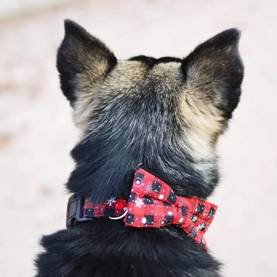 Close-up of sequined bow tie detail on adjustable dog collar