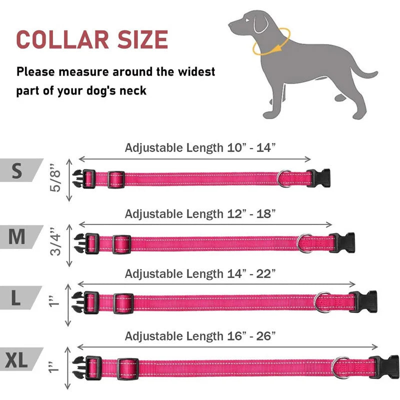 Complete dog collar and lead set laid flat showing full length and components