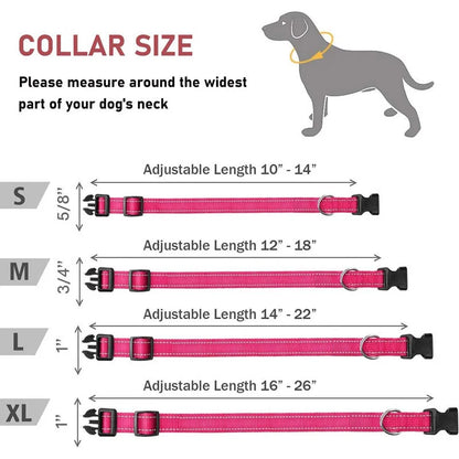 Complete dog collar and lead set laid flat showing full length and components