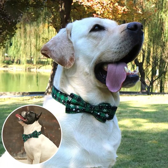 Dog modelling premium adjustable collar with sequined bow tie accessory