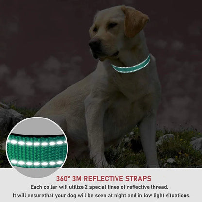 Dog wearing comfortable adjustable collar with matching lead in outdoor setting