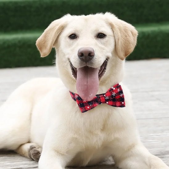 Dog wearing festive Christmas collar with red sequined bow tie