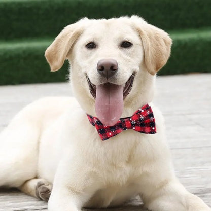 Dog wearing festive Christmas collar with red sequined bow tie