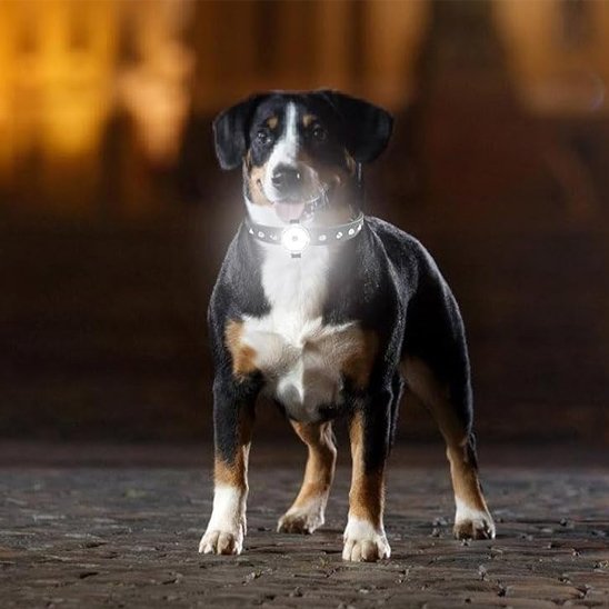 Dog wearing illuminated LED collar necklace during evening walk in park

