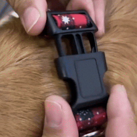 Premium Adjustable Dog Collar | PetStyle