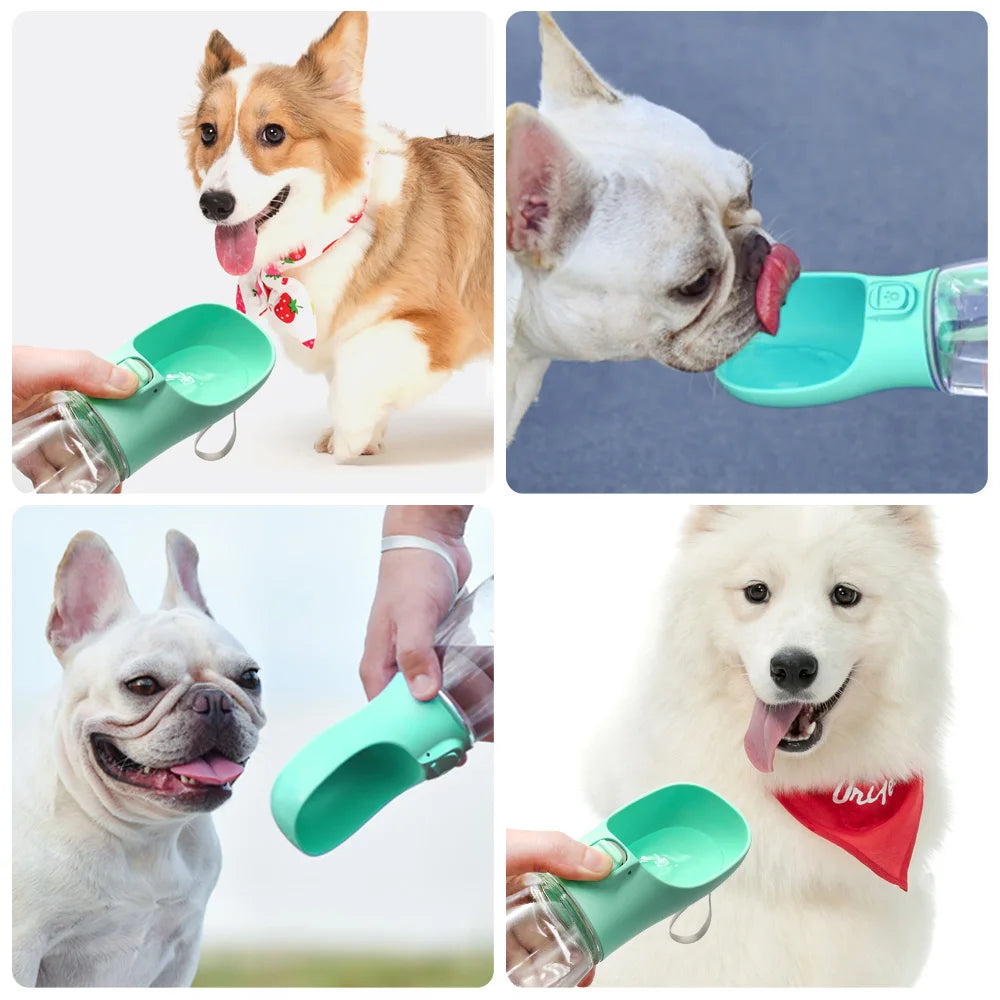 Dog drinking from portable water bottle UK walk