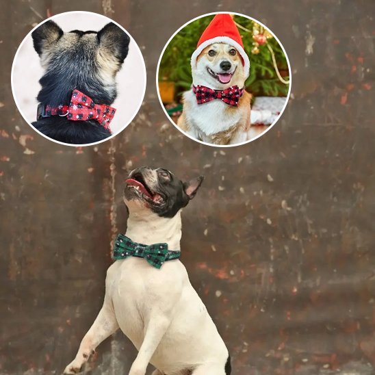 Festive dog collar collection - Christmas and St Patrick's Day designs