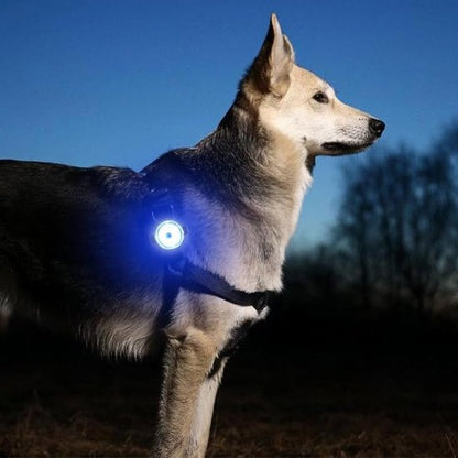 LED safety collar light for dogs in rainy British weather conditions
