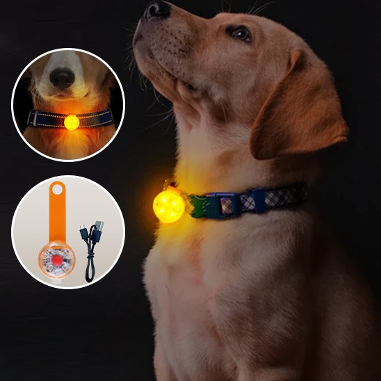 Orange LED dog collar light creating 360-degree visibility at night
