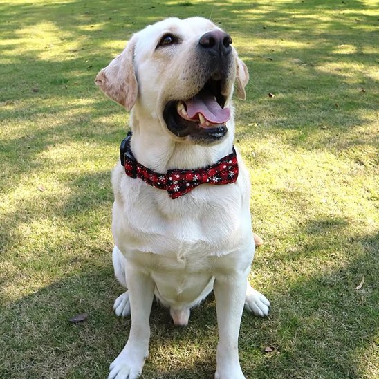 Premium dog collar with bow tie - side view showing adjustable strap