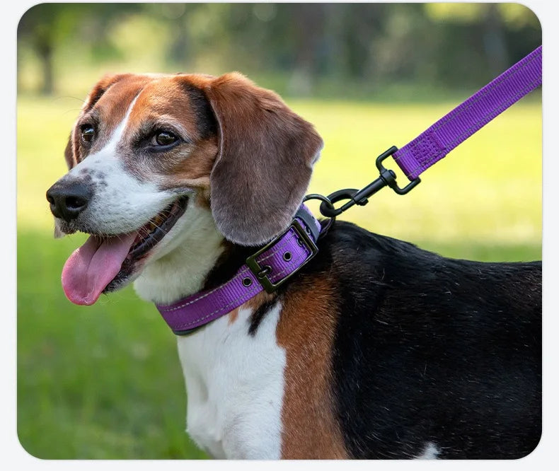 Reflective dog collar for safe evening walks UK