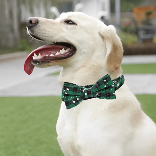 St Patrick's Day green sequined bow tie dog collar