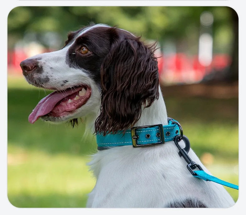 Wide padded dog collar for medium and large dogs