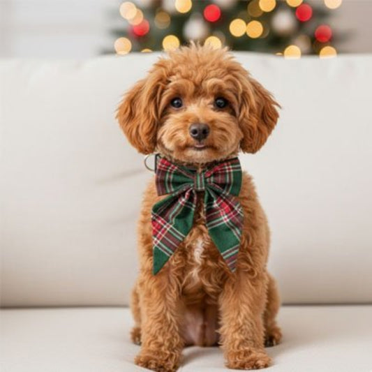 Blonde poodle wearing a green tartan Christmas dog collar