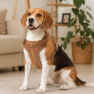 Australian Shepherd wearing a no pull dog harness