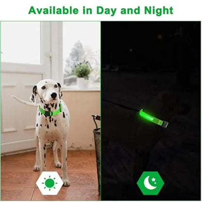 Dog wearing LED collar at night for visibility
