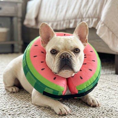 SoftRecover dog cone collar for recovery at home
