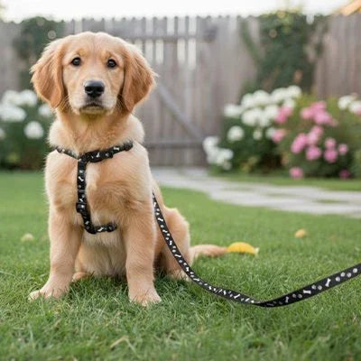 Dog Leash
