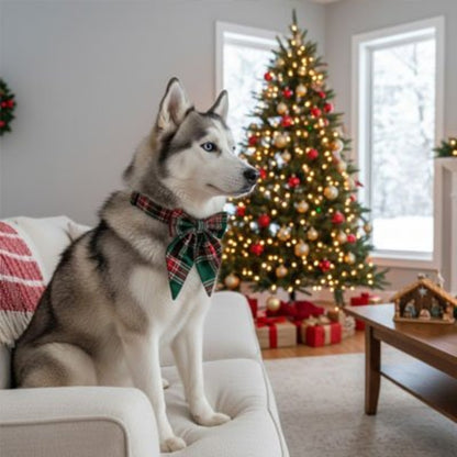 Husky wearing a green tartan Christmas dog collar