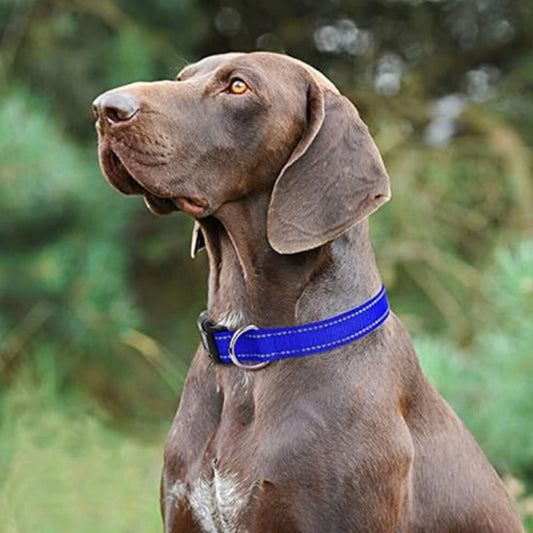 Weimaraner wearing a blue DuraPro nylon dog collar
