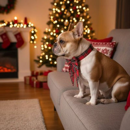 Small dog wearing a tartan Christmas dog collar