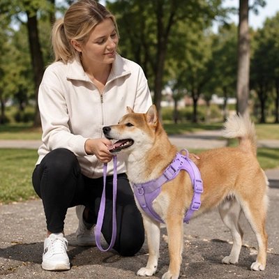 Medium dog wearing a purple no pull harness on a walk