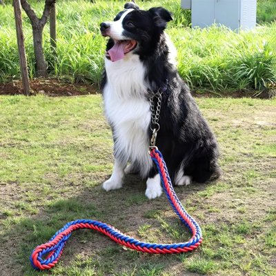 Red and blue braided rope dog lead with metal clip