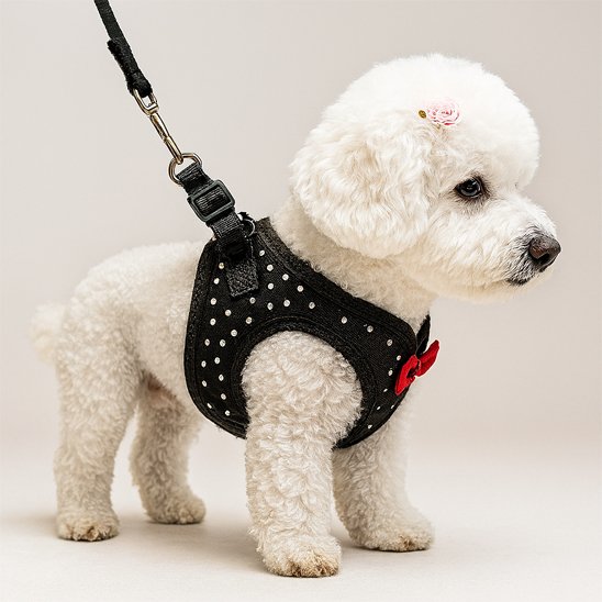 Padded small dog harness with adjustable straps and D-ring