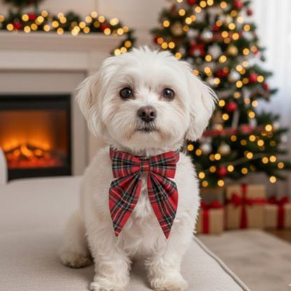 White poodle wearing a tartan Christmas dog collar
