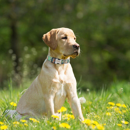 collar and dog|AdjustableDogCollar™